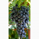 Саженцы и черенки винограда самоопыляемых сортов