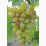 Саженцы и черенки винограда самоопыляемых сортов