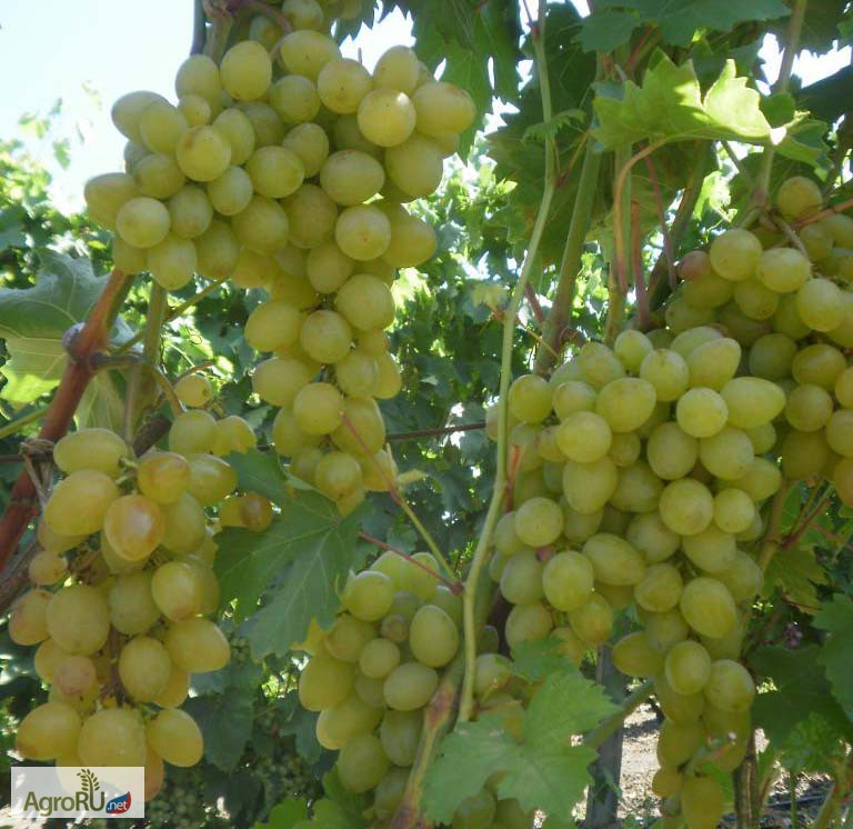 Фото 5. Саженцы и черенки винограда самоопыляемых сортов