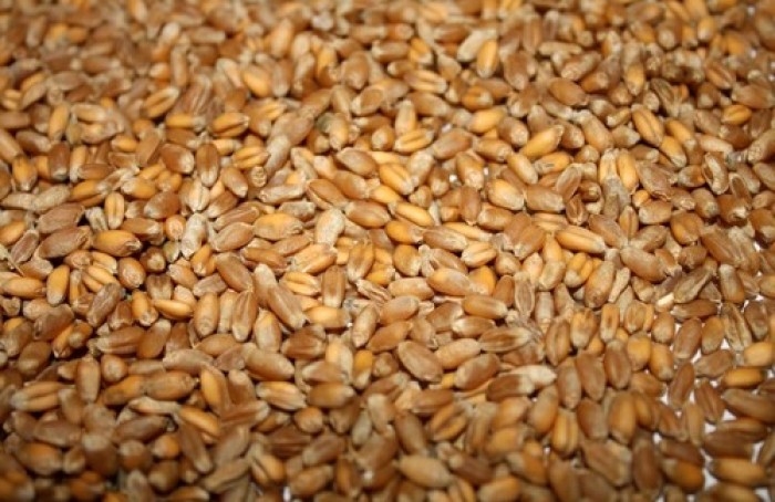 Фото 3. Фуражное зерно с доставкой в Архангельской области: ячмень, пшеница, овес, кукуруза, шрот