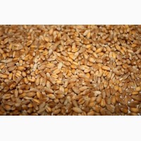 Фуражное зерно с доставкой в Архангельской области: ячмень, пшеница, овес, кукуруза, шрот