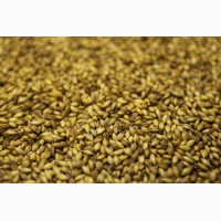 Фуражное зерно с доставкой в Архангельской области: ячмень, пшеница, овес, кукуруза, шрот