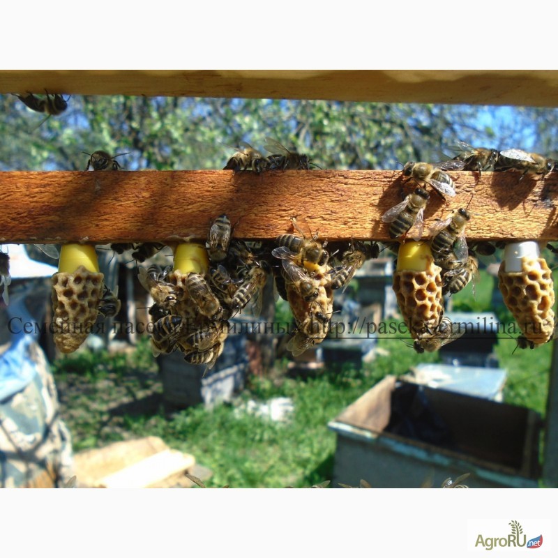 Фото 3. Пчеломатки карпатской породы (F1), Смоленск 2017