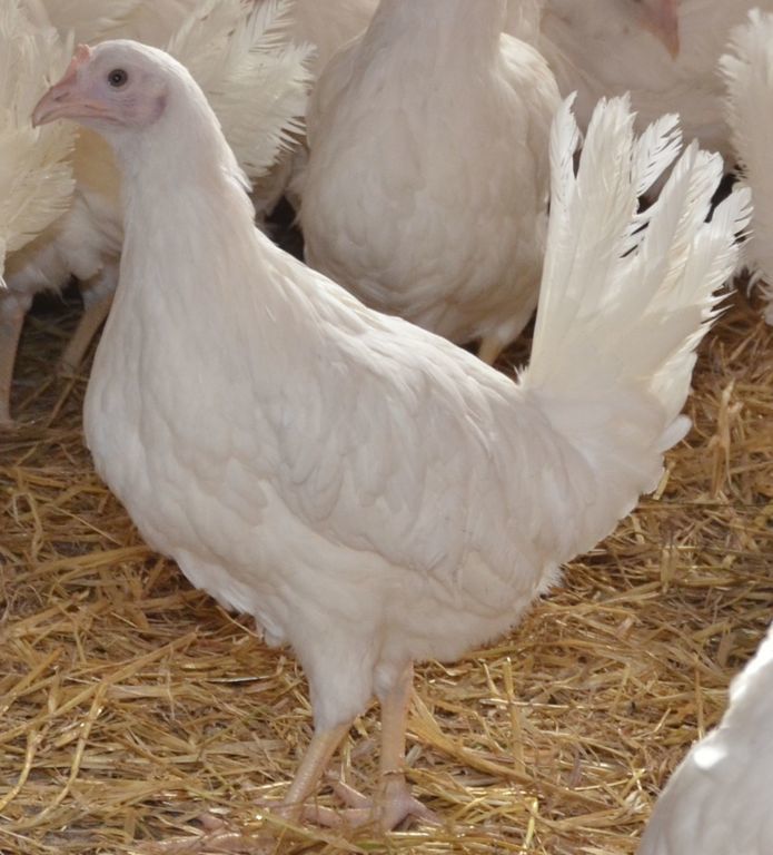 Ломан браун порода фото цыплят