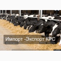 Продажа коров дойных, нетелей молочных пород в Новый Оскол