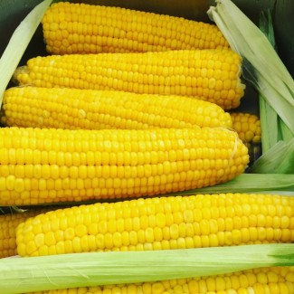 Гибриды семена кукурузы ДКС 4014 Монсанта, Monsanto