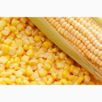 Сорта и гибриды кукурузы
