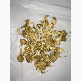 Продам грибы сушеные Вешенка
