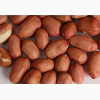 Предлагаем купить арахис бразильский от производителя