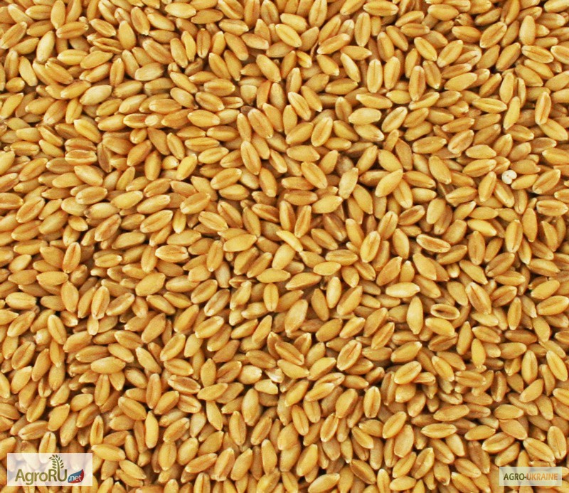 Купить продовольственное зерно, Пшеница - Нижегородская обл — AgroRU.net