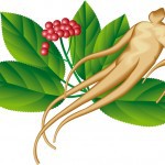 Женьшень настоящий (Panax ginseng C.A. MEY) корень и семена