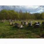 Пчелопакеты карпатской породы. Смоленск 2017