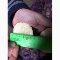 Картофель отборный оптом 5+ со склада