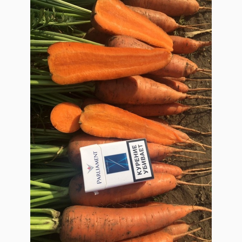 Фото 2. Морковь свежий урожай