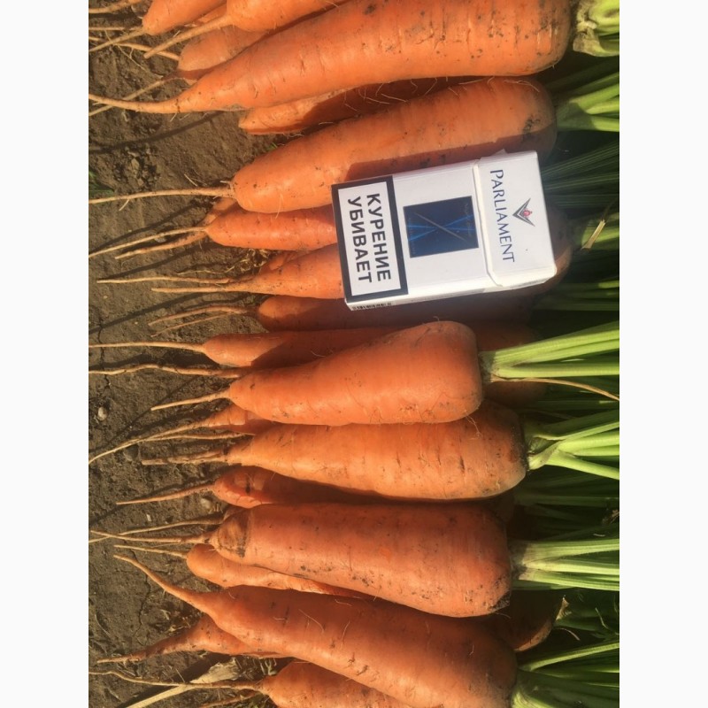 Фото 3. Морковь свежий урожай