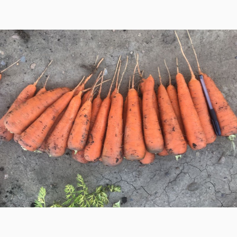 Фото 4. Морковь свежий урожай