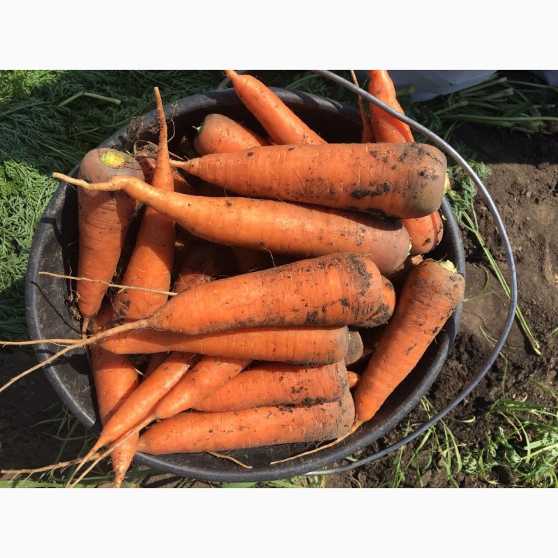 Фото 5. Морковь свежий урожай