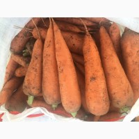 Морковь свежий урожай