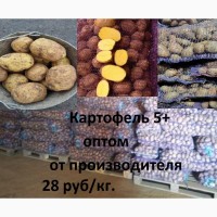 Картофель 5+ оптом от производителя 28 руб/кг8 руб/кг
