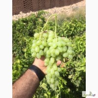 Виноград (иран)