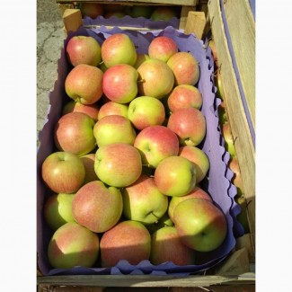 Яблоки молдавские Слава Победителю 6+ оптом от производителя 0, 32 USD/кг