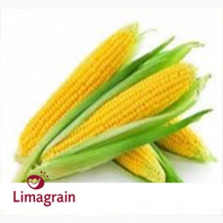 Купить кукурузу ЛГ 2244 (LG 22.44) - семена кукурузы, на зерно и силос