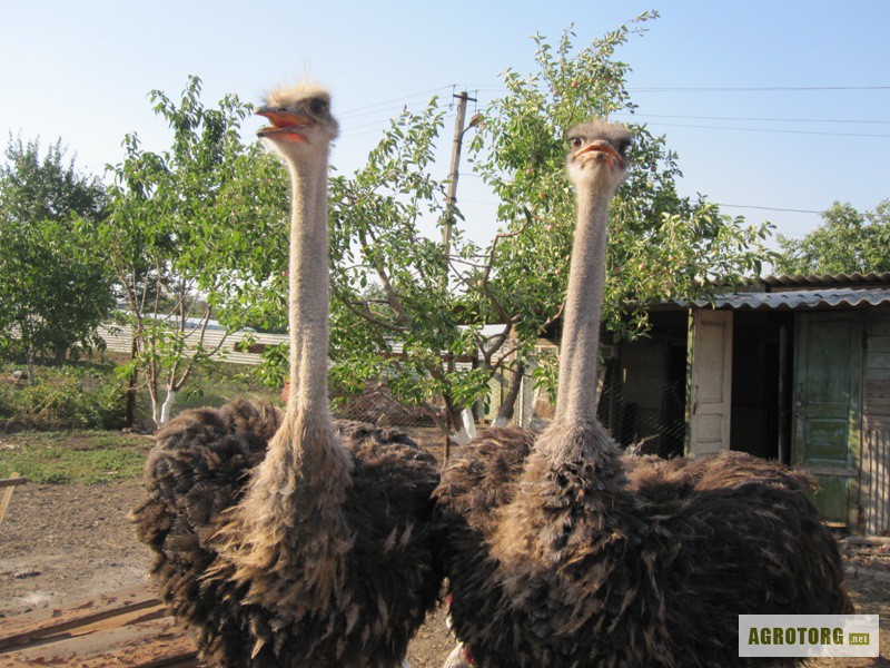 Фото 2. Продаются страусы