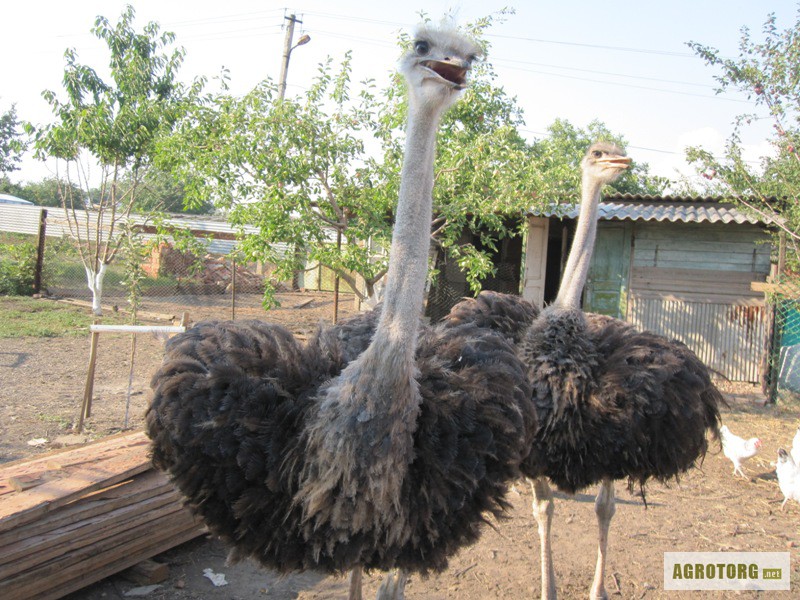 Фото 3. Продаются страусы