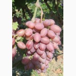 Саженцы однолетние и черенки виноградные