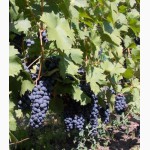 Саженцы однолетние и черенки виноградные