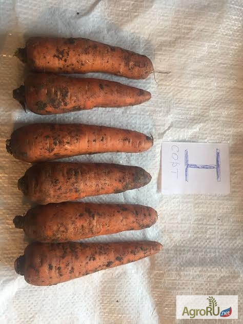 Фото 4. Предлагаем свеклу и морковь от фермера оптом