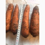 Предлагаем свеклу и морковь от фермера оптом