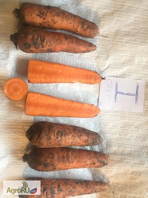 Фото 6. Предлагаем свеклу и морковь от фермера оптом