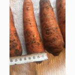 Предлагаем свеклу и морковь от фермера оптом