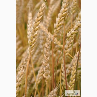 Семена озимой пшеницы сорта Юка, Юбилейная 100