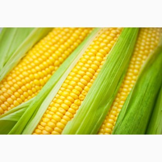 Семена кукурузы Краснодарский 291, 194