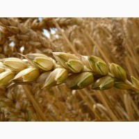 Семена озимой пшеницы сорта Гром, Таня, Юка ЭС, РС-1