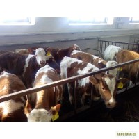 Покупаем бычков 2000гол/мес 50-300кг на откорм