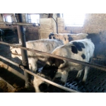 Покупаем бычков 2000гол/мес 50-300кг на откорм