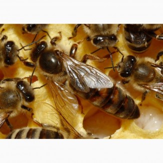 Плодные пчеломатки