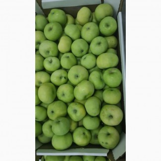Летние яблоки сортов Женева, Квенти, Боровинка, Налив сетевого качества