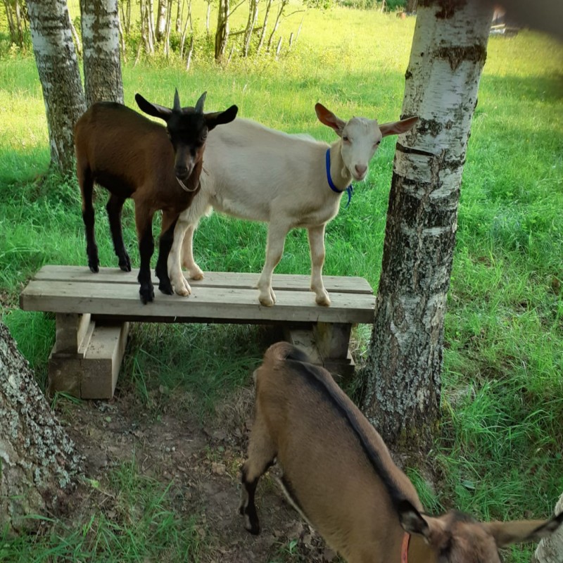 Фото 3. Продаются высокоудойные козы и козлята для личного хозяйствав
