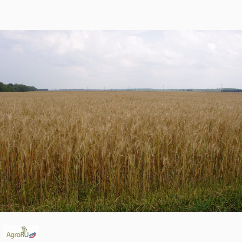 Купить СЕМЕНА яровой мягкой пшеницы, Самарская обл., Пшеница — AgroRU.net
