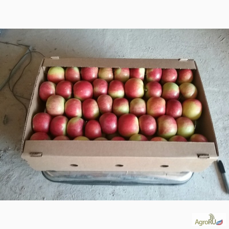 Фото 4. Cвежие яблоки из Белоруссии