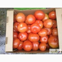 Закупаем оптом помидоры и др.овощи