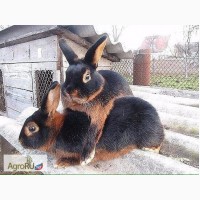 Комбикорм для кроликов с травяной мукой ПК 90