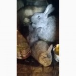 Продам кроликов мясных пород
