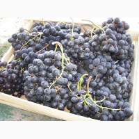 К оптовой продаже готов виноград Мерседес по цене от производителя