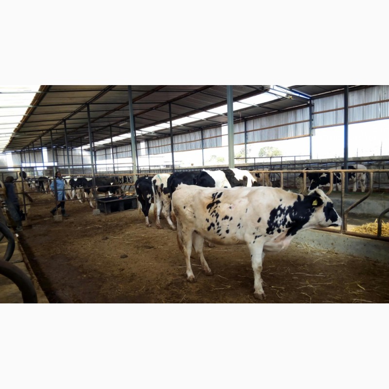 Фото 5. Продажа коров дойных, нетелей молочных пород в Азербайджан