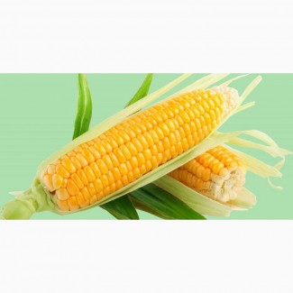 Семена кукурузы на посевную 2021